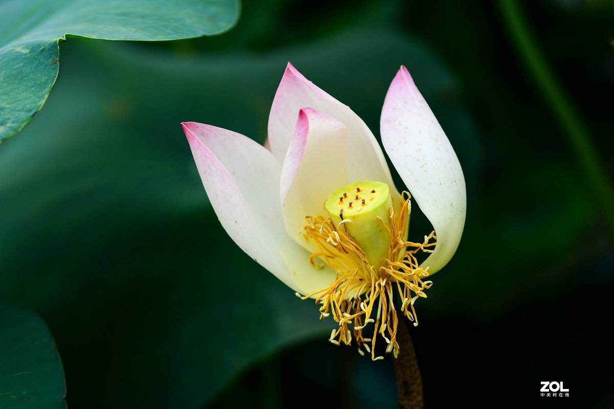 荷颜阅色（二）