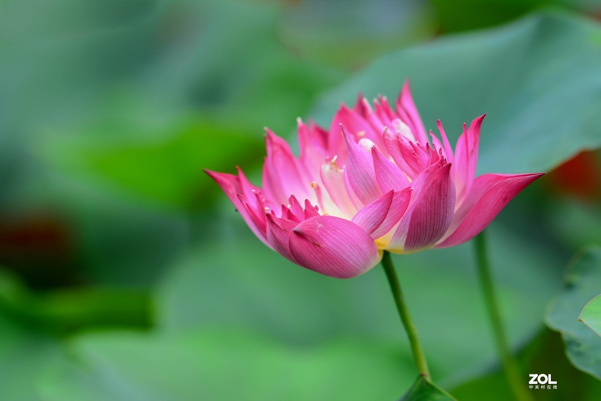 荷颜阅色（二）