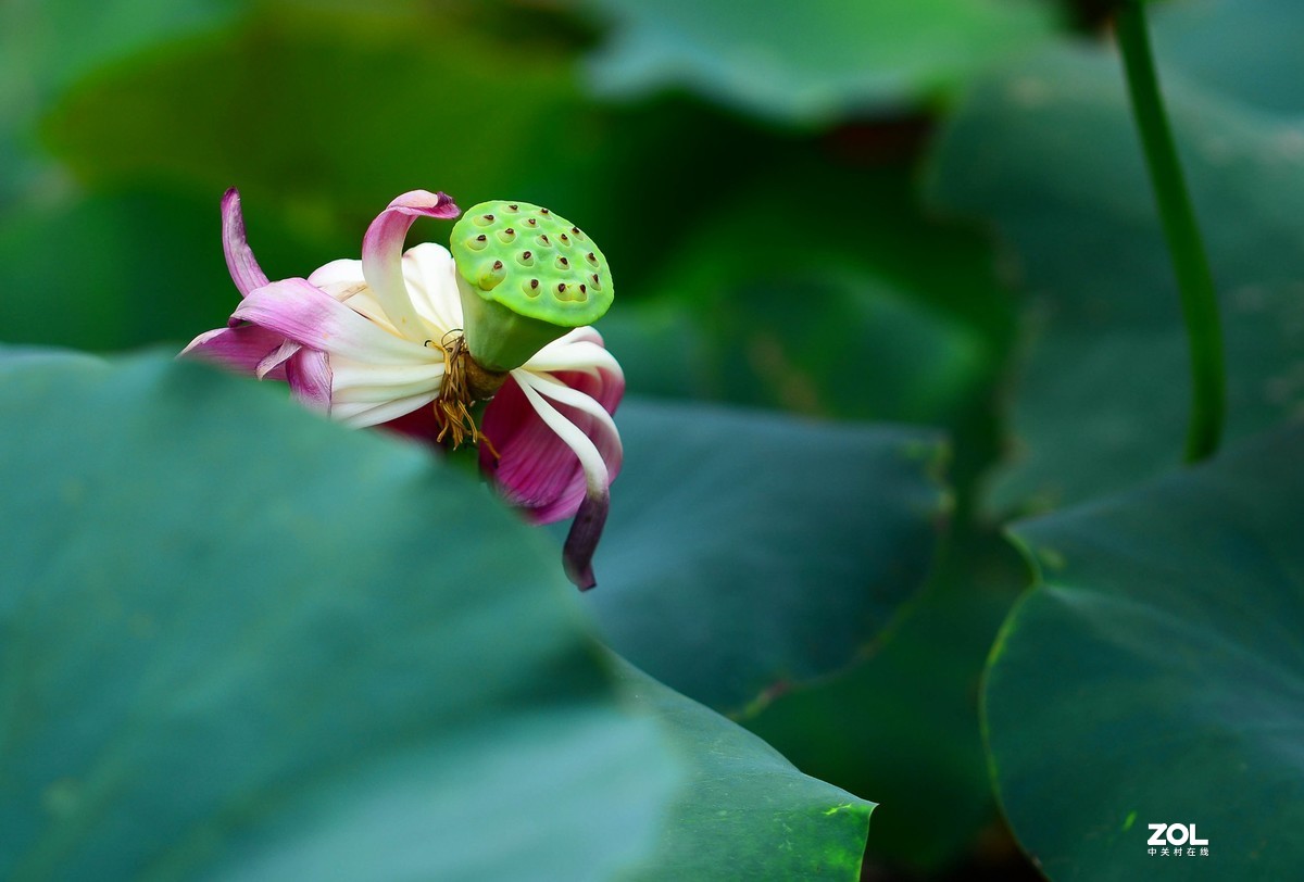 荷颜阅色（二）