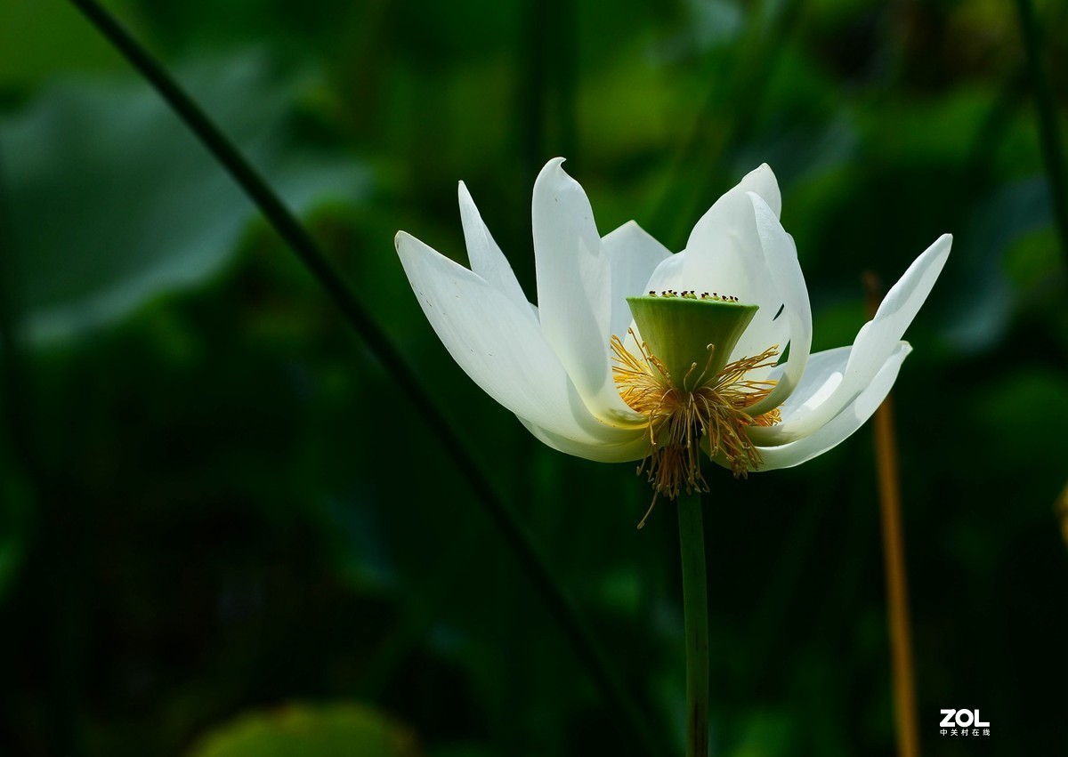 荷颜阅色（二）