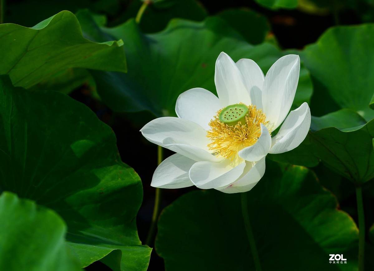 荷颜阅色（二）