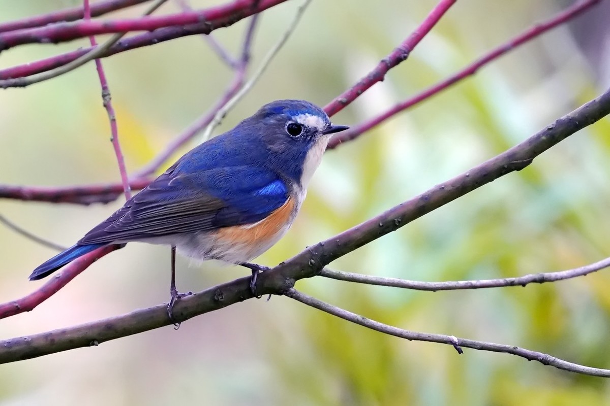 2021红胁蓝尾鸲8