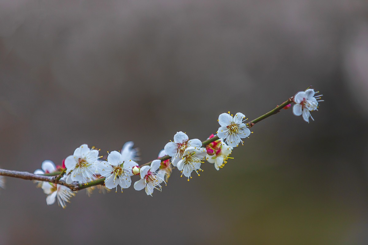 广州 · 石门国家森林公园 · 梅花
