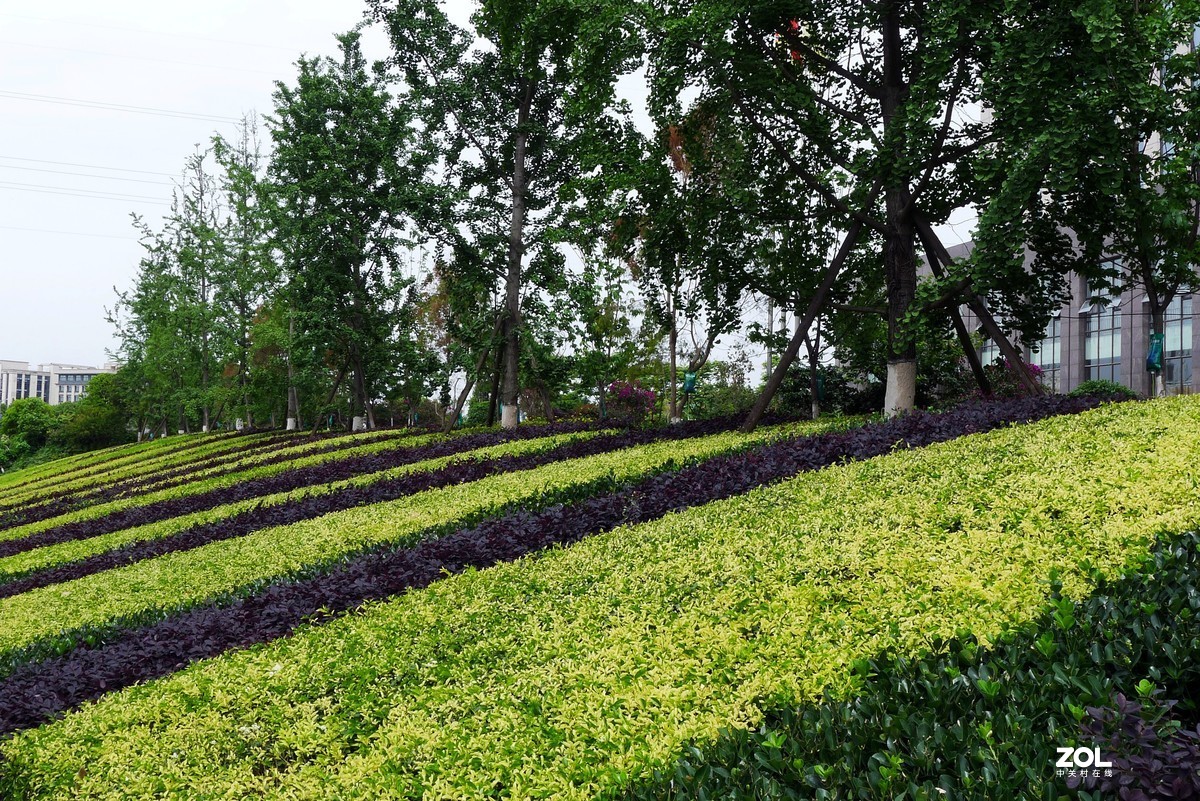 午饭后下楼转转