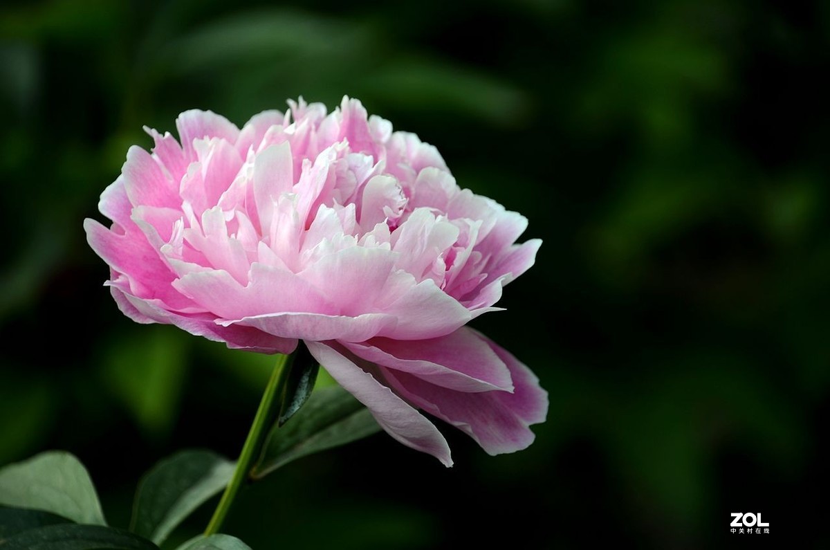 景山公园------芍药花（3）