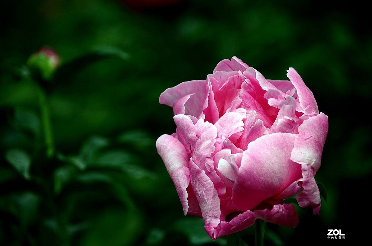 景山公园------芍药花（3）