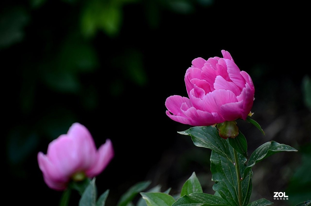 景山公园------芍药花（3）