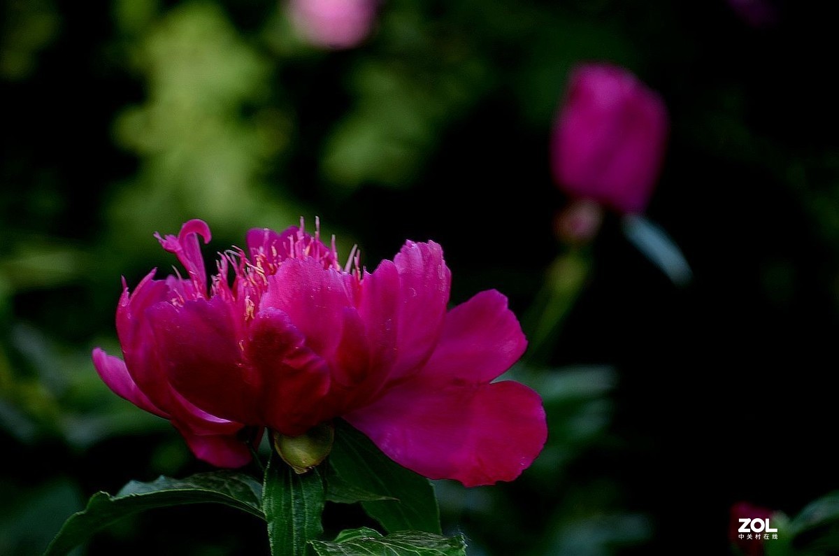 景山公园------芍药花（3）