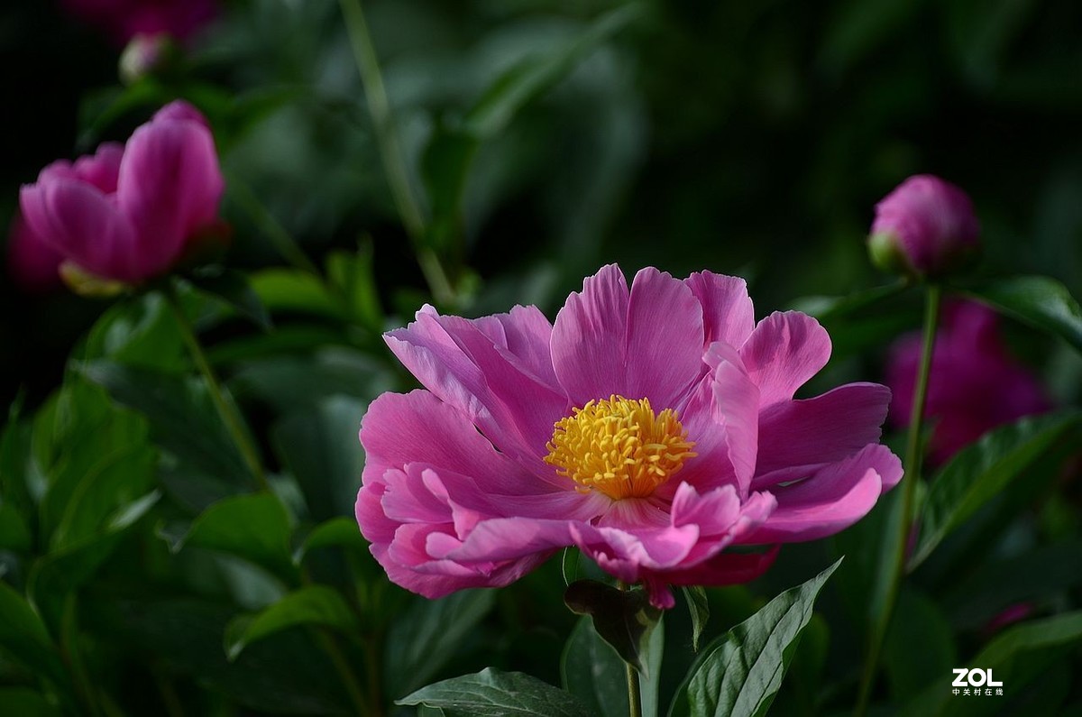 景山公园------芍药花（3）