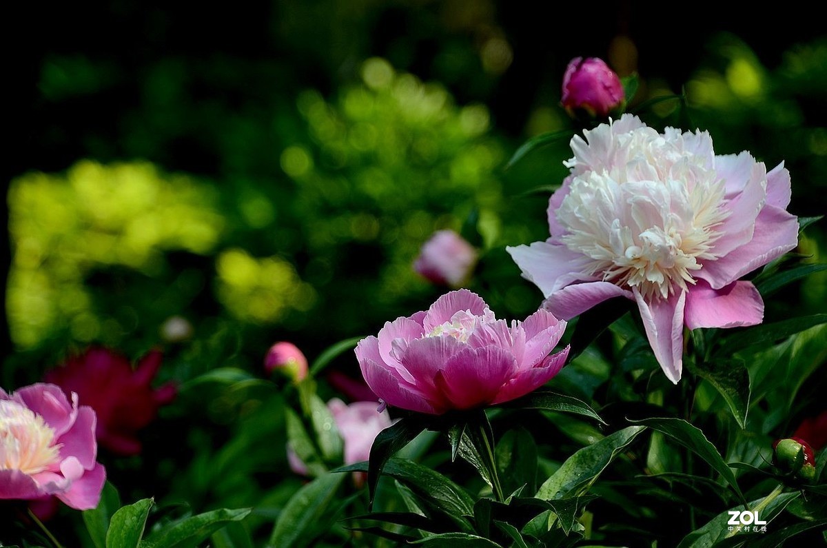 景山公园------芍药花（3）