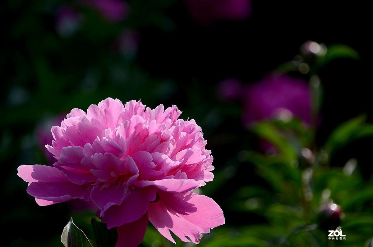 景山公园------芍药花（3）