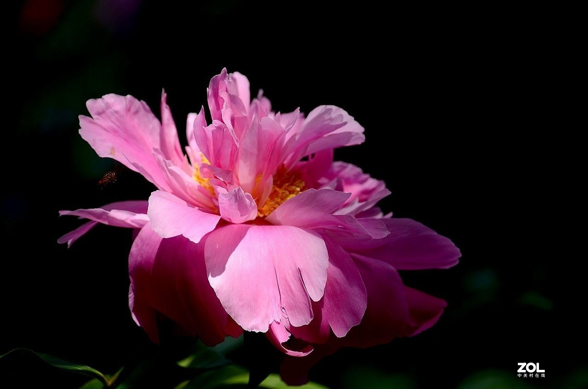 景山公园------芍药花（3）