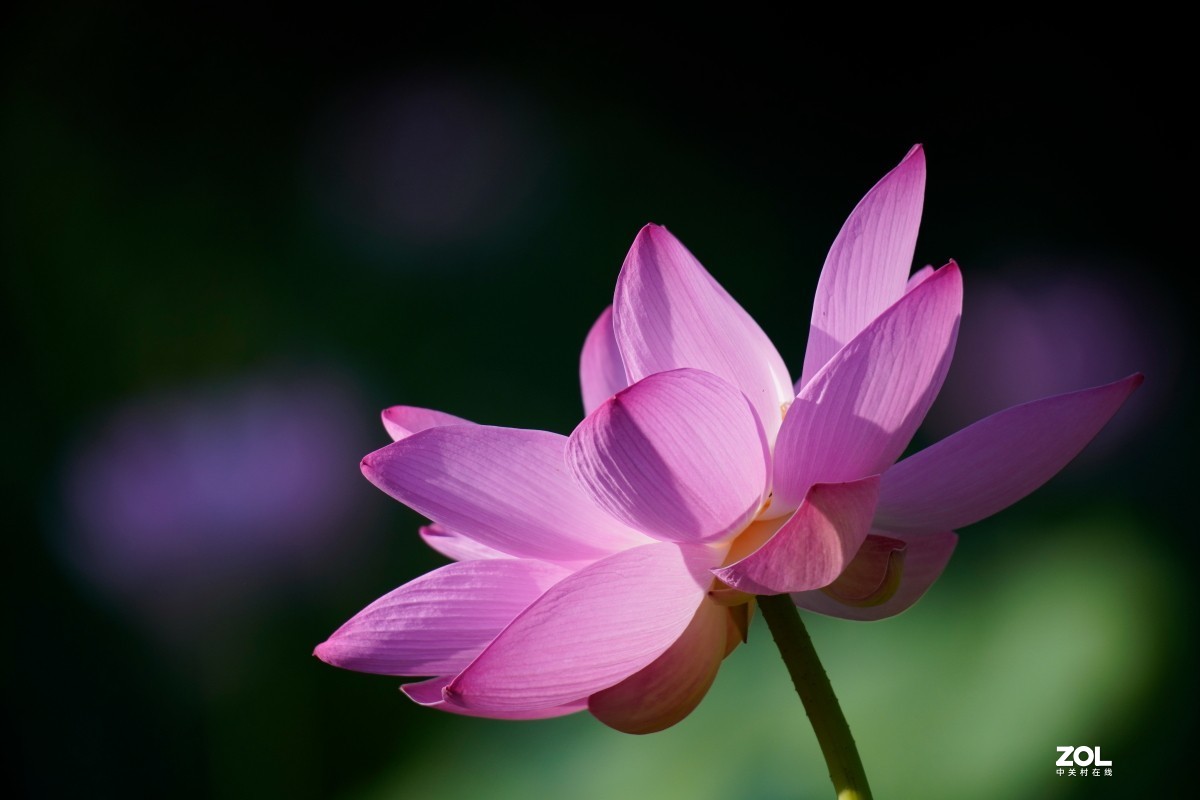 清晨。荷花池旁，随拍直出片。