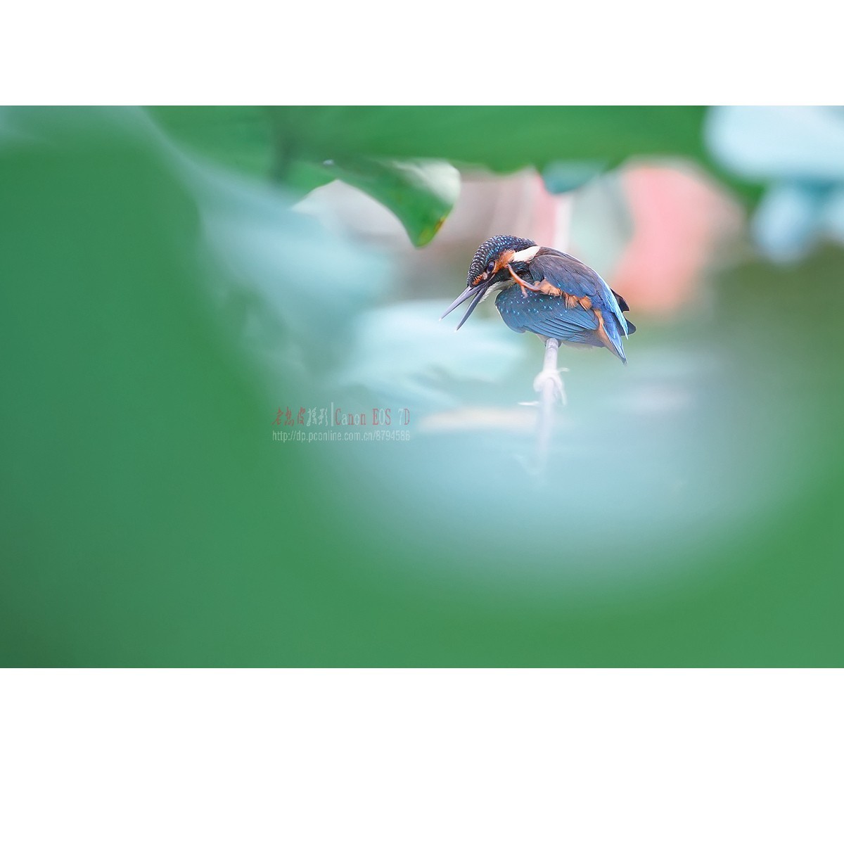 隐匿于荷叶间的翠鸟