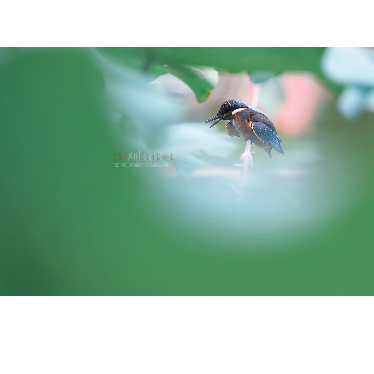 隐匿于荷叶间的翠鸟