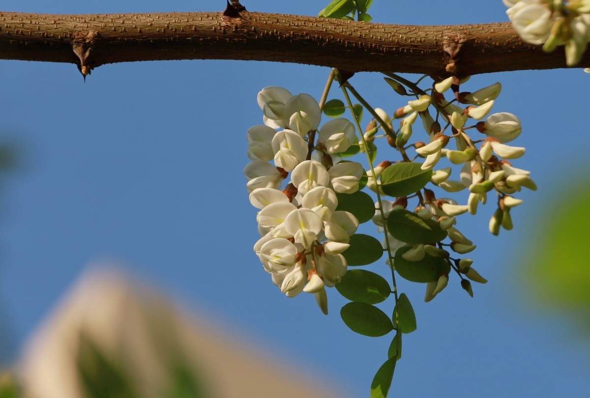关东百花园267白色槐花