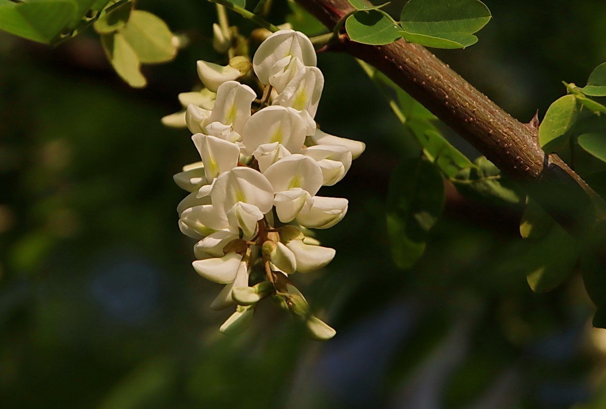 关东百花园267白色槐花