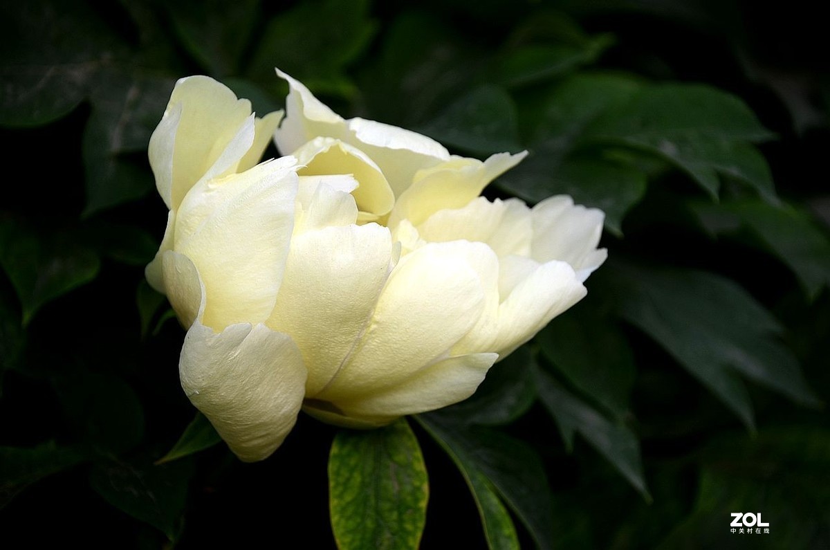 景山公园------芍药花（3）