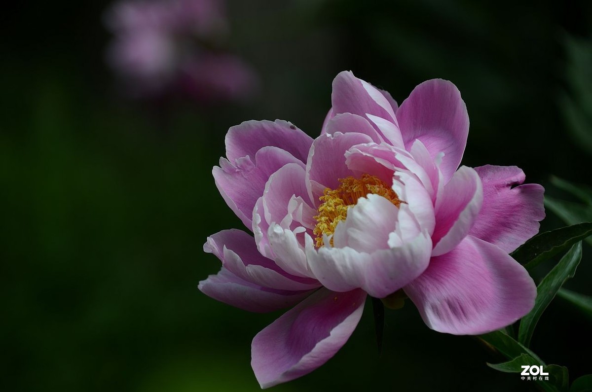 景山公园------芍药花（3）