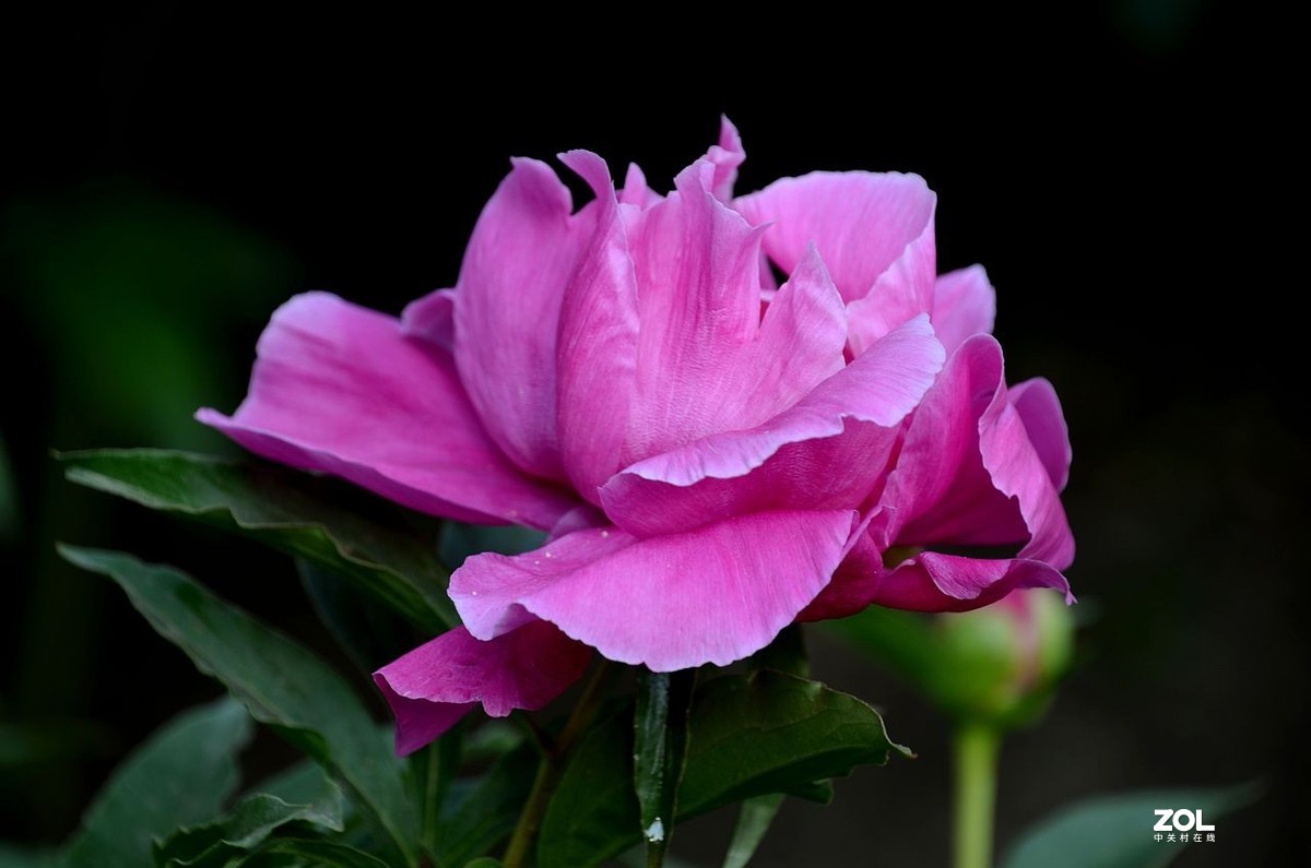 景山公园------芍药花（3）