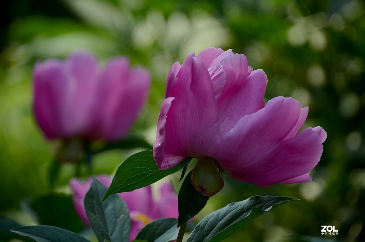 景山公园------芍药花（3）