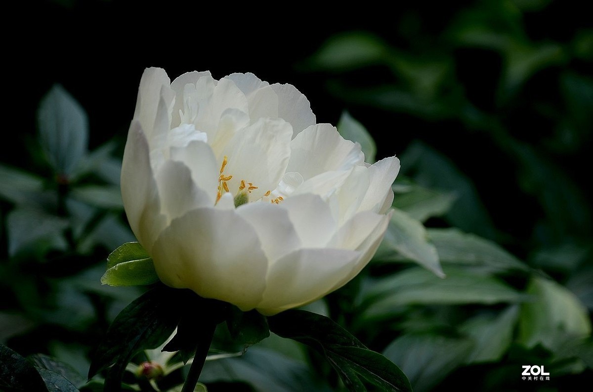 景山公园------芍药花（3）