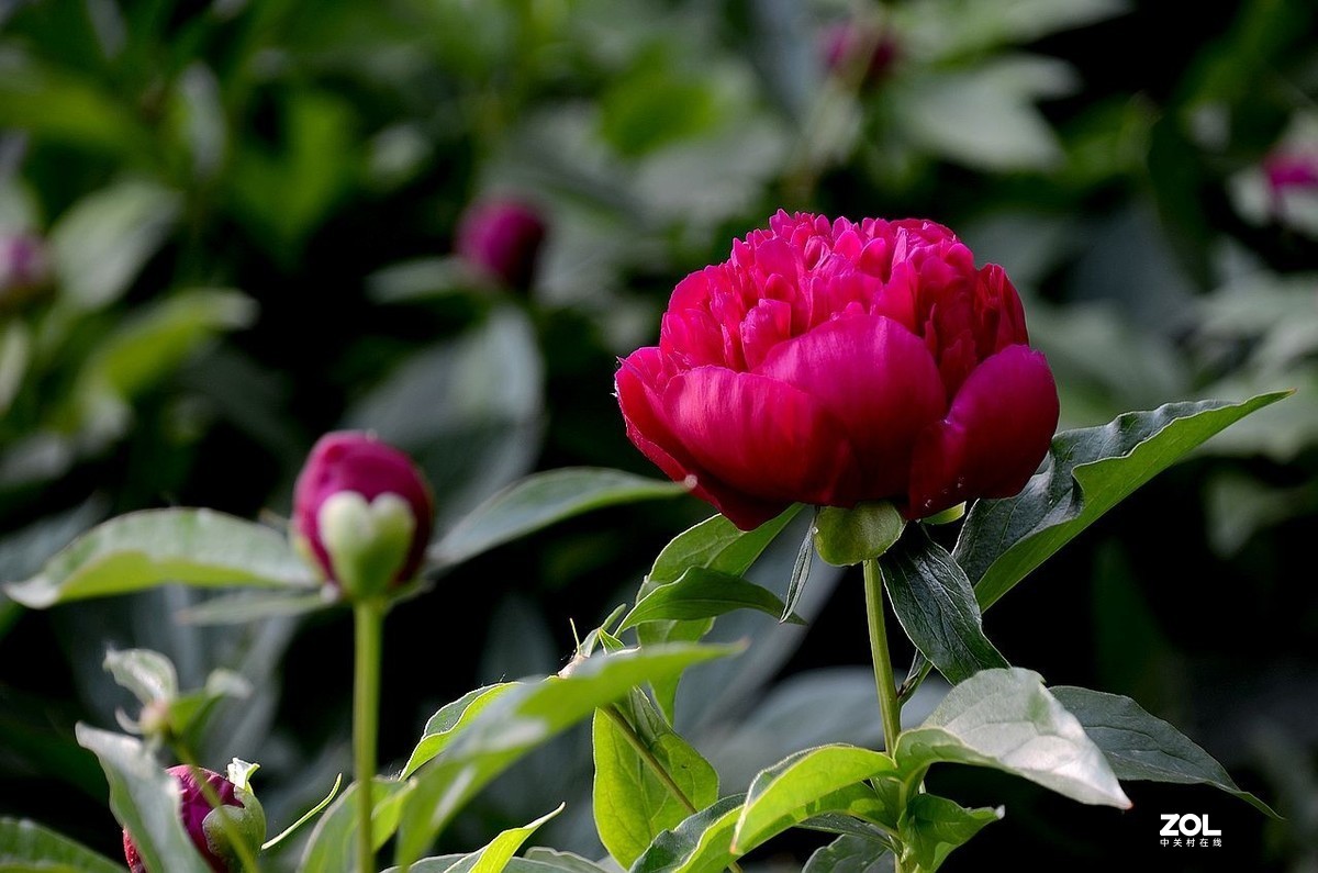 景山公园------芍药花（3）