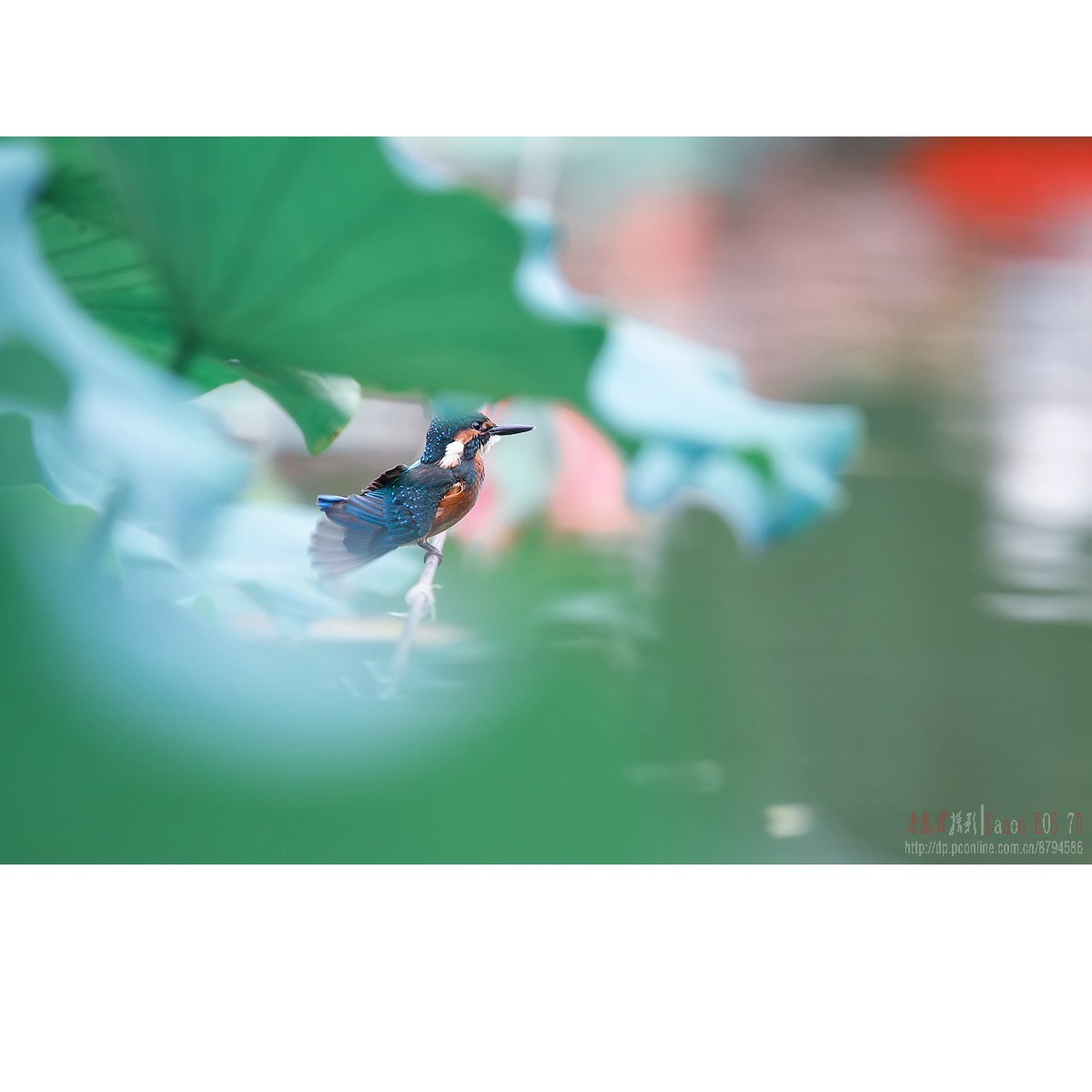 隐匿于荷叶间的翠鸟