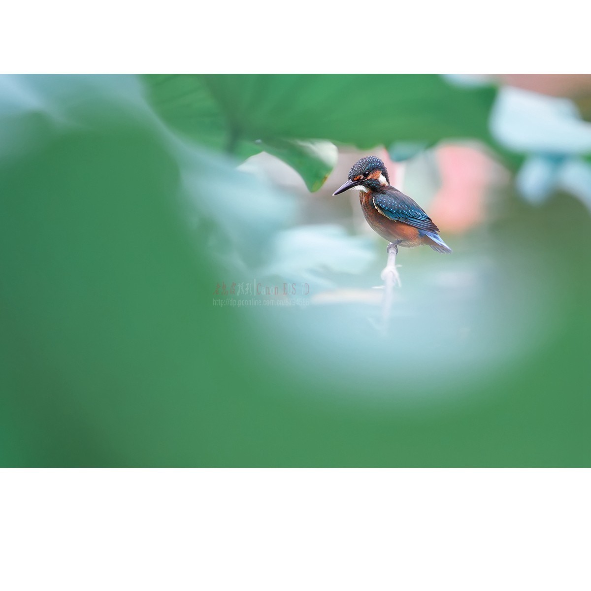 隐匿于荷叶间的翠鸟