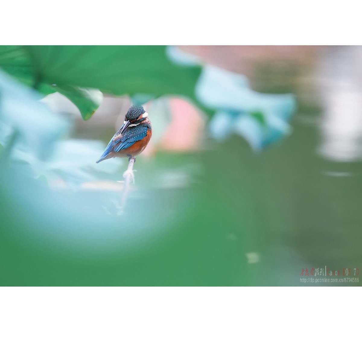 隐匿于荷叶间的翠鸟