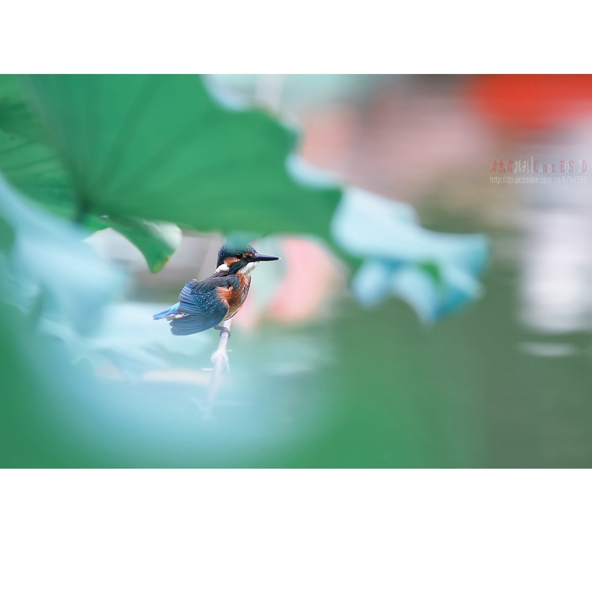 隐匿于荷叶间的翠鸟