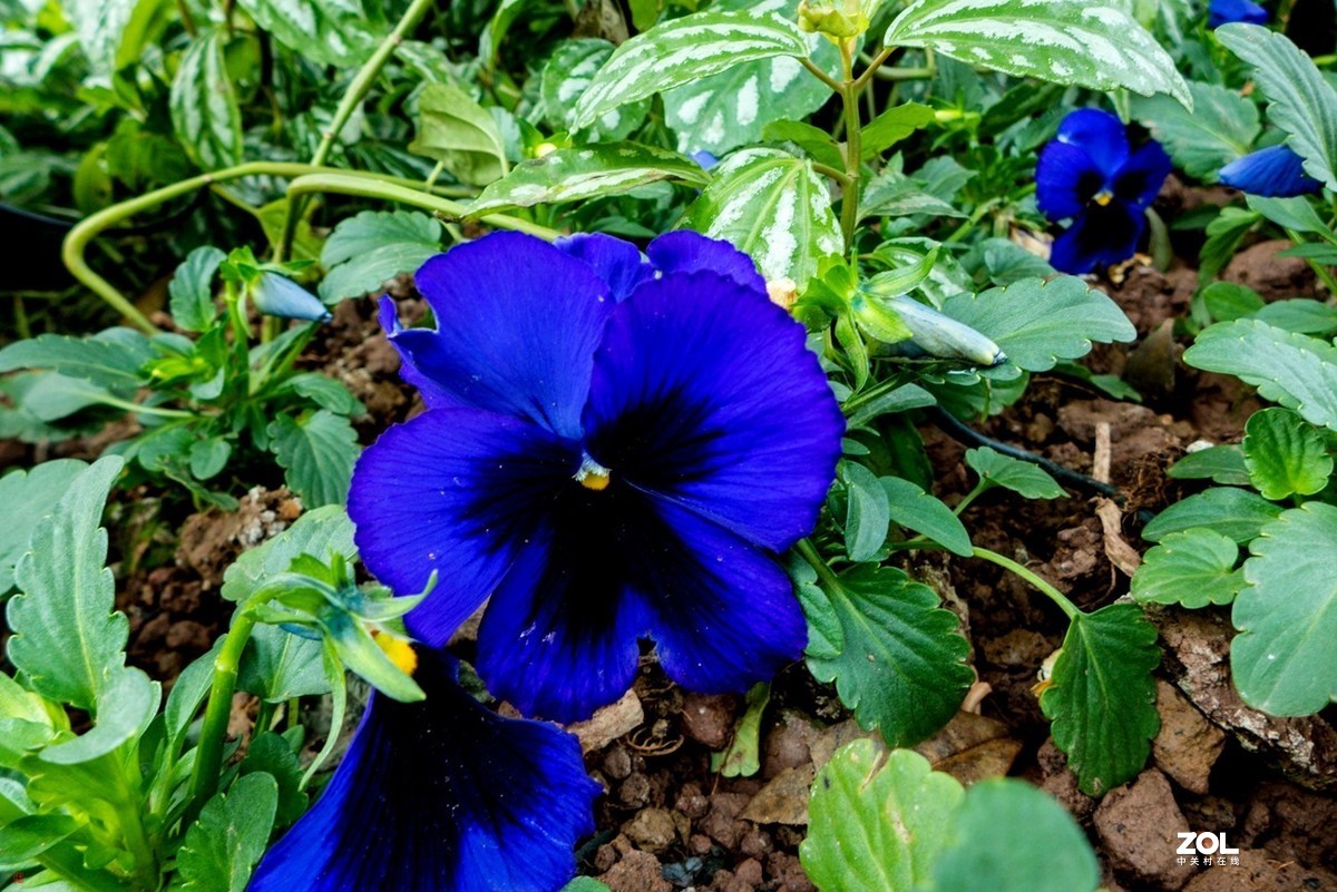 北碚城南风光随拍(7)松下Lx7