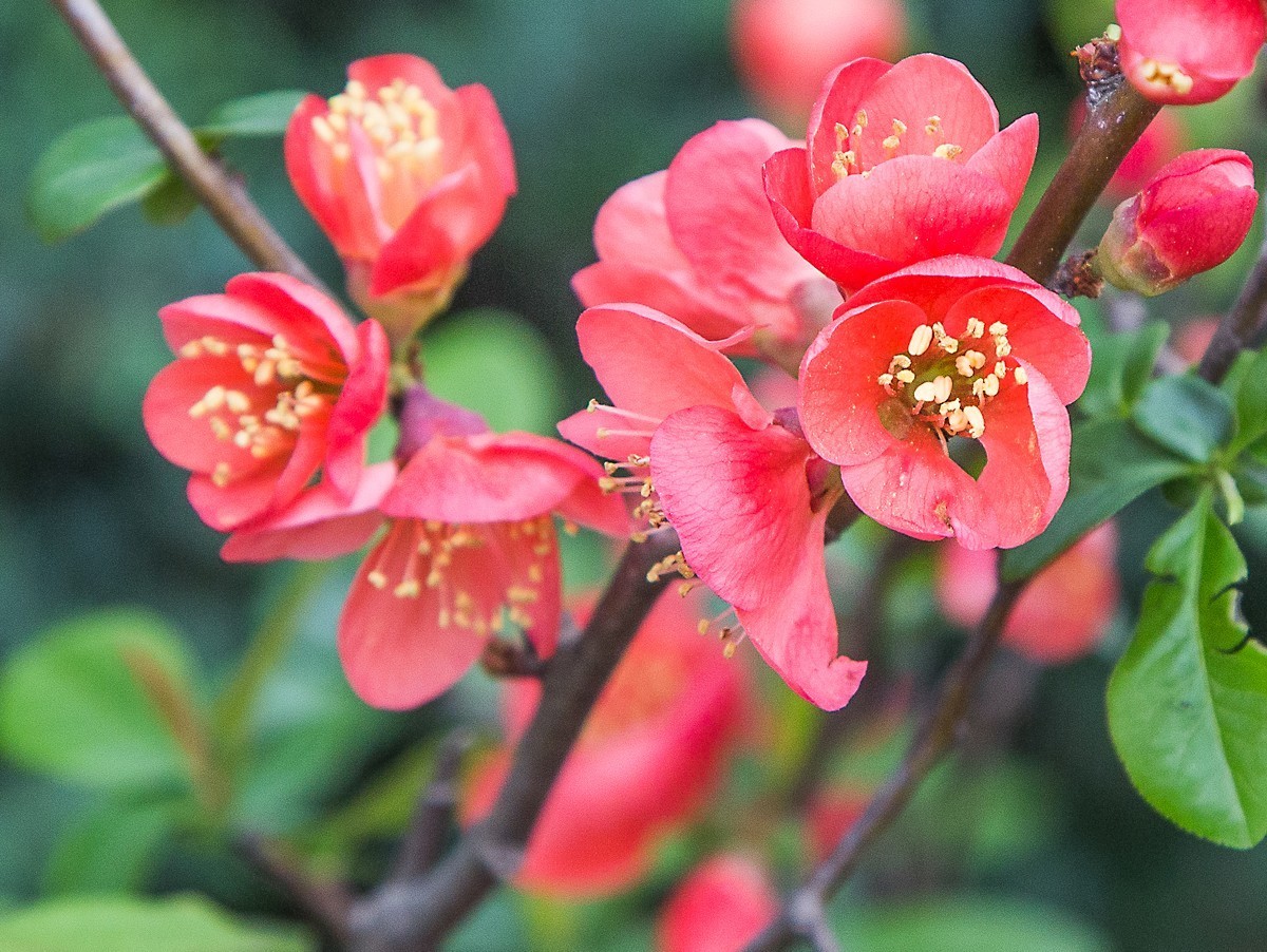 20210306贴梗海棠花二