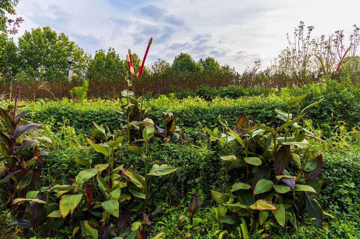 庐州印记（185）四季花海城市花园