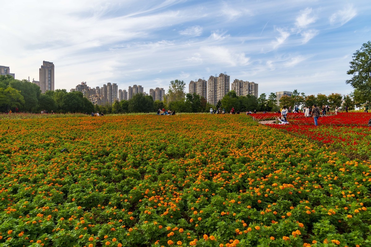 庐州印记（185）四季花海城市花园