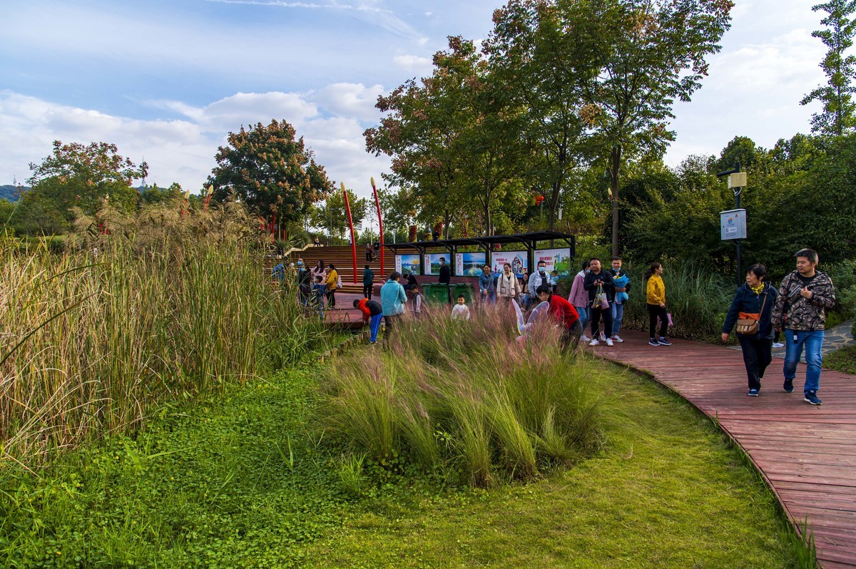 庐州印记（185）四季花海城市花园