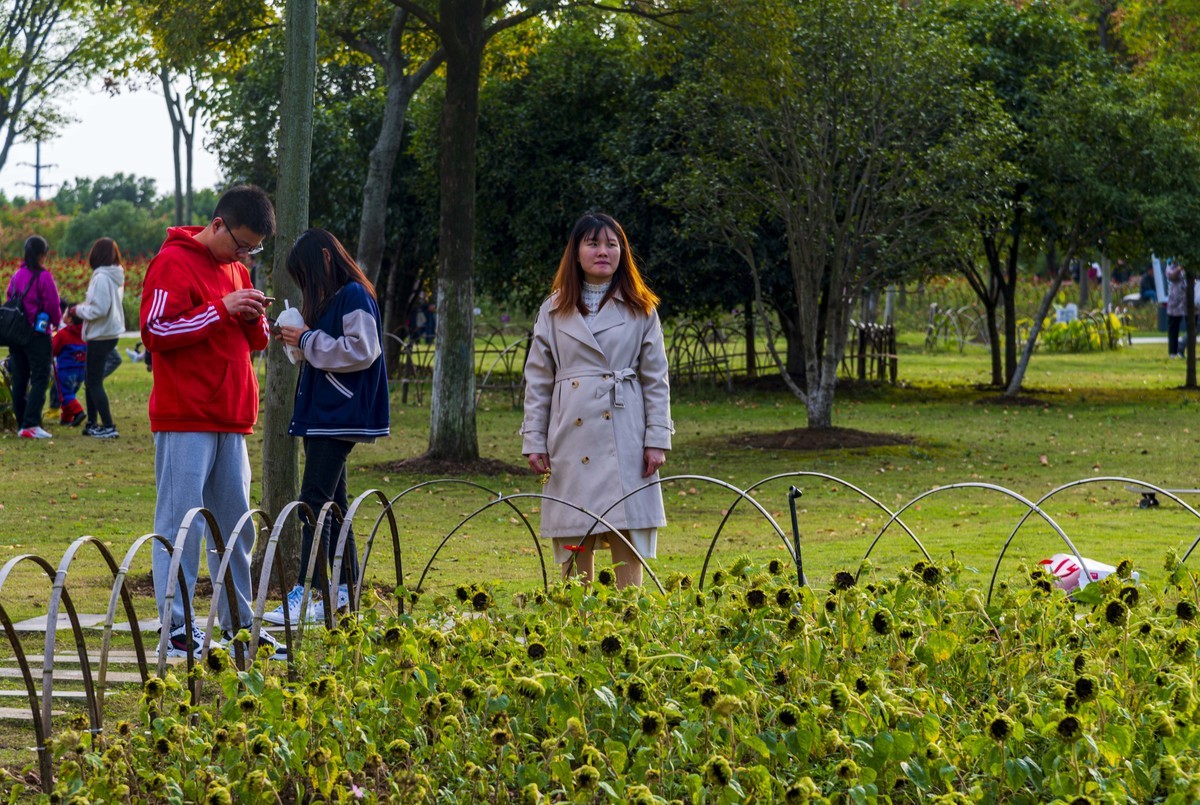 庐州印记（185）四季花海城市花园