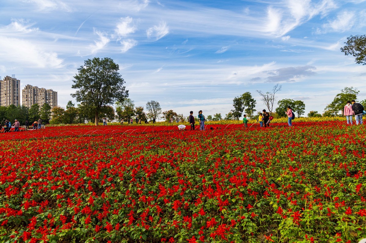 庐州印记（185）四季花海城市花园