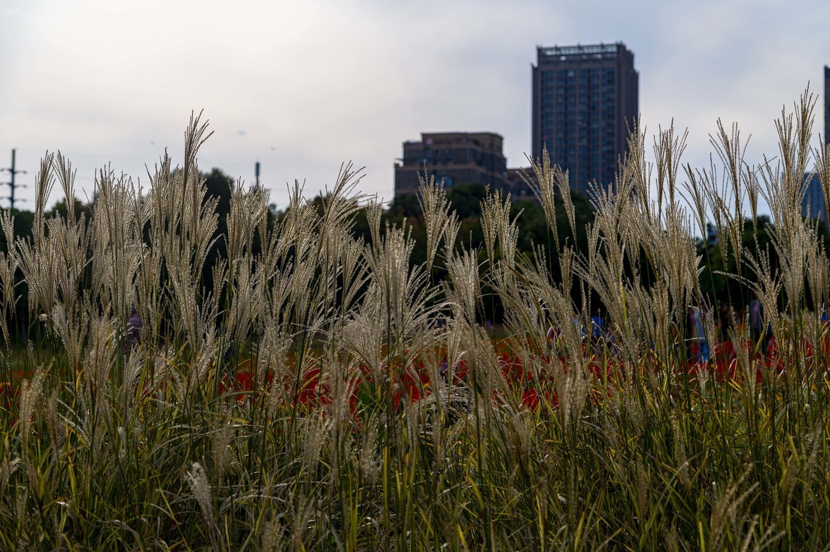 庐州印记（185）四季花海城市花园
