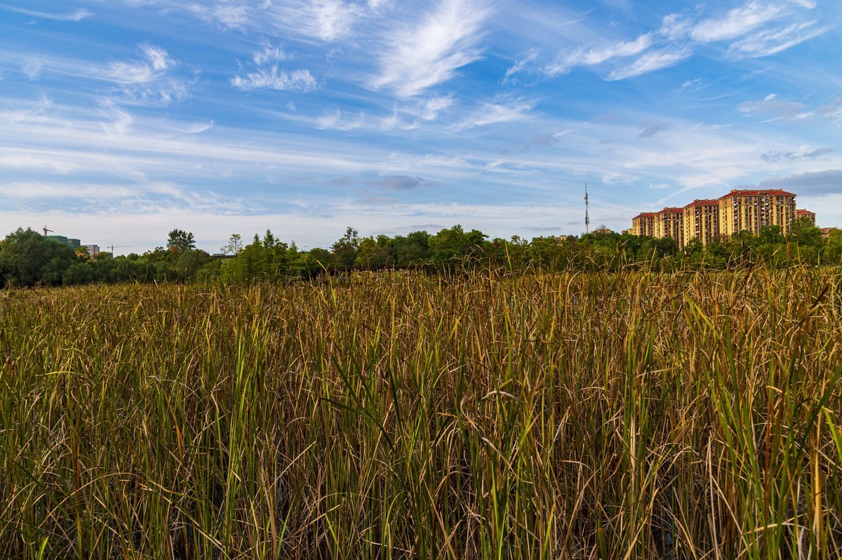 庐州印记（185）四季花海城市花园