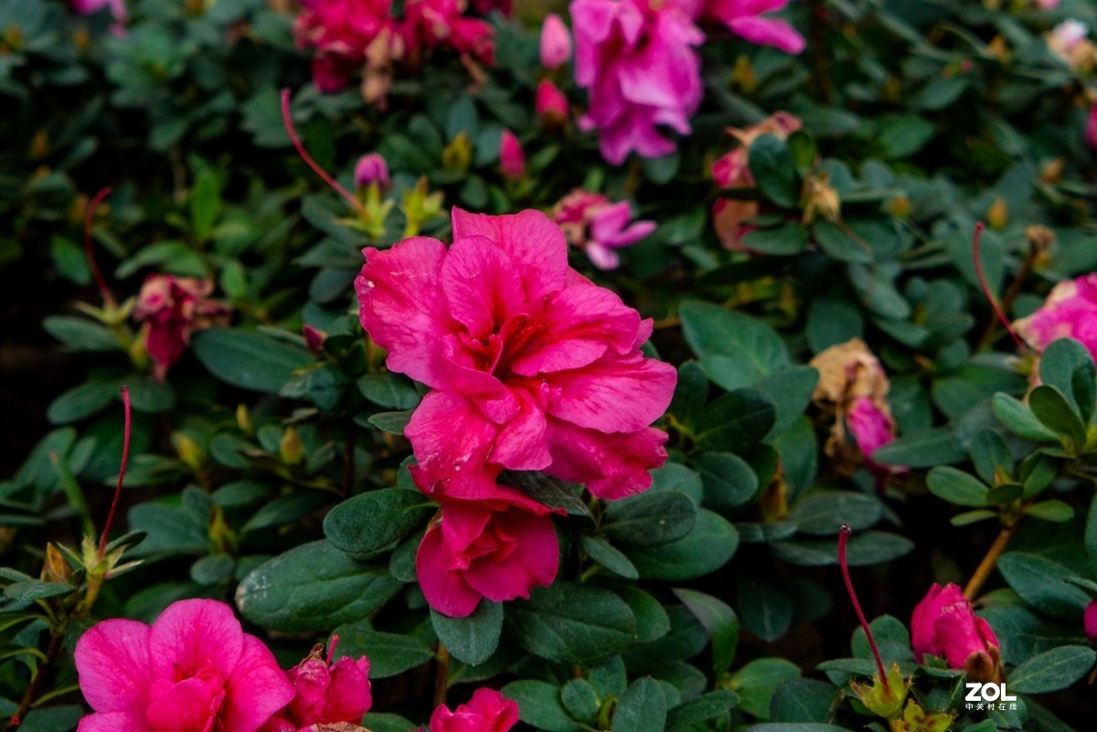 北碚城南风光随拍(7)松下Lx7