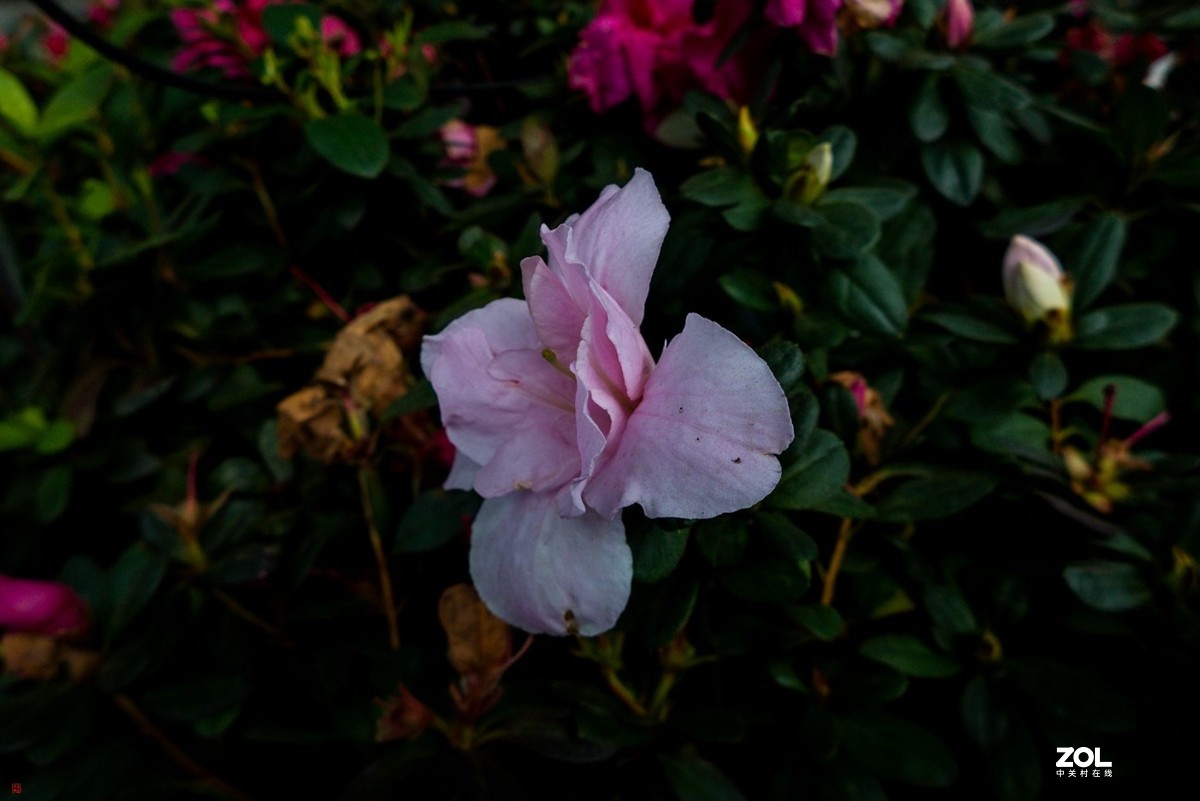 北碚城南风光随拍(7)松下Lx7