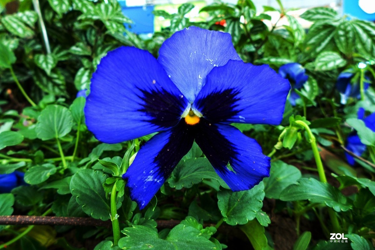 北碚城南风光随拍(7)松下Lx7