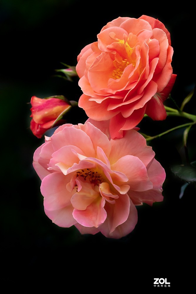 花中皇后月季花