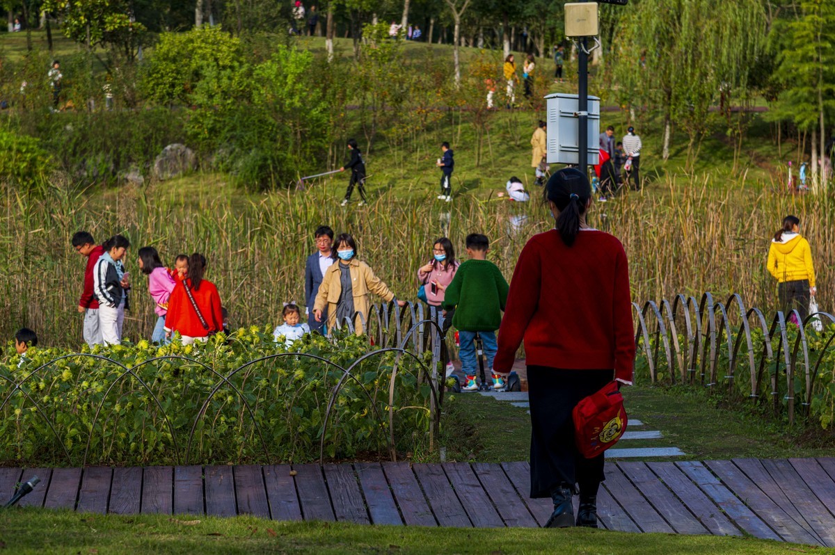 庐州印记（185）四季花海城市花园