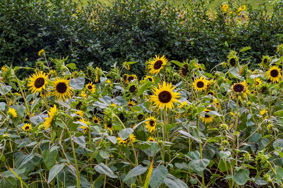 庐州印记（185）四季花海城市花园