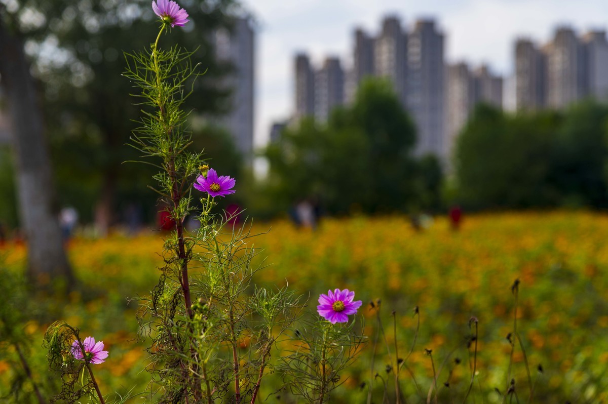 庐州印记（185）四季花海城市花园