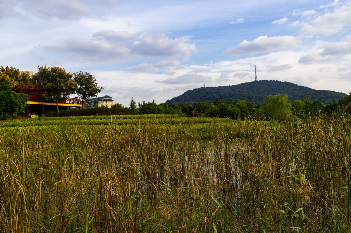 庐州印记（185）四季花海城市花园