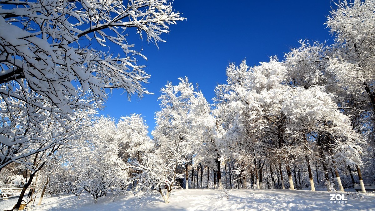 瑞雪兆丰年-中关村在线摄影论坛