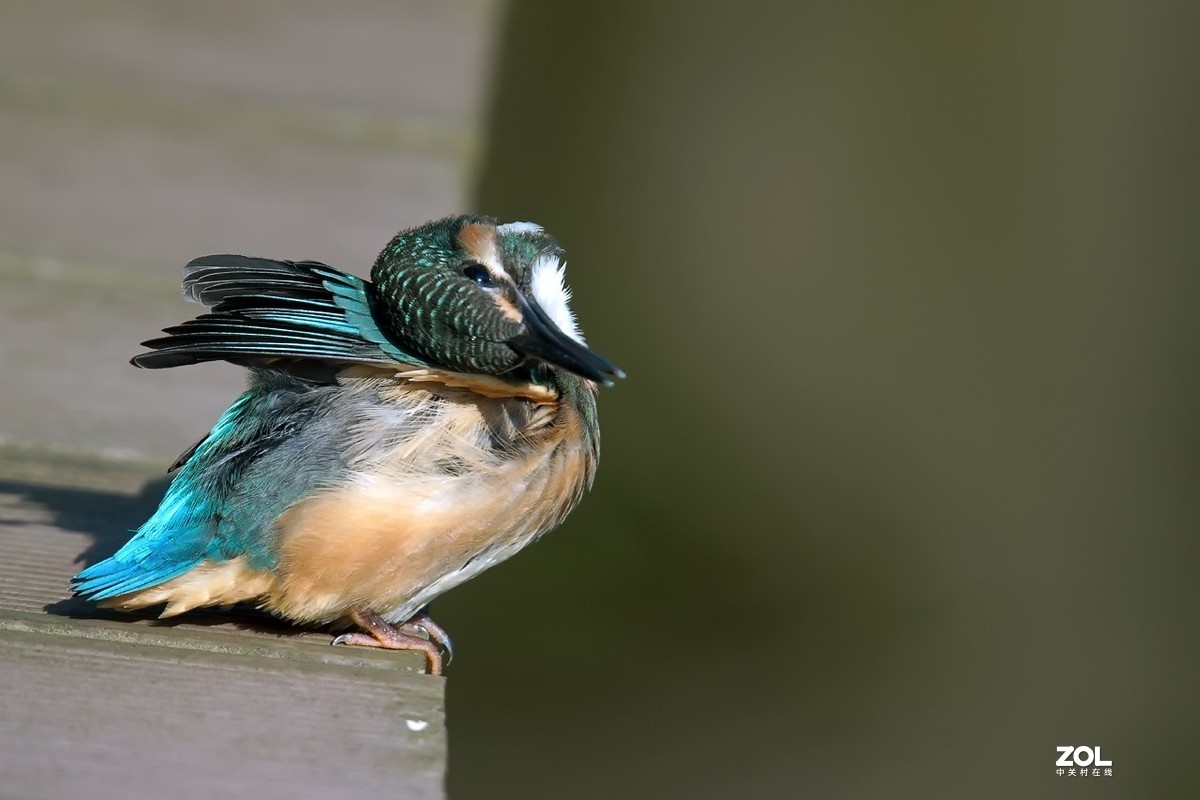 呆萌呆萌的小翠鸟仔仔